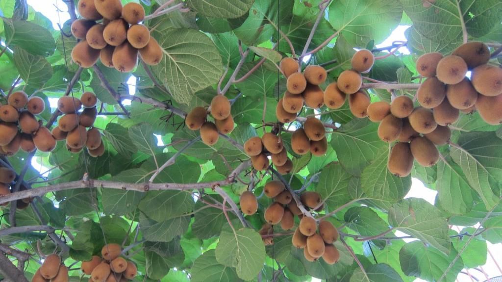 Апартаменты Apartments Budva Center Будва-60