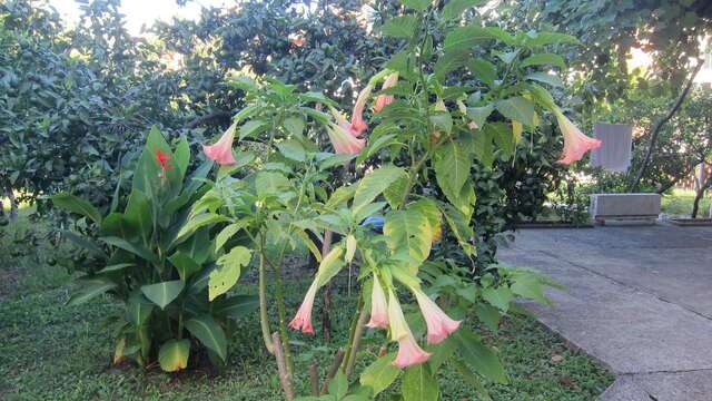 Апартаменты Apartments Budva Center Будва-18